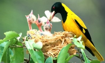 Bài tập luyện từ và câu lớp 4 - học kỳ I.